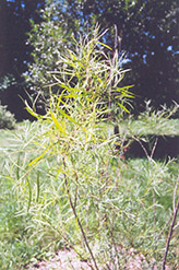 Coyote Willow (Salix exigua) at Make It Green Garden Centre