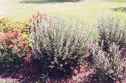 Blue Fox Willow (Salix brachycarpa 'Blue Fox') at Make It Green Garden Centre
