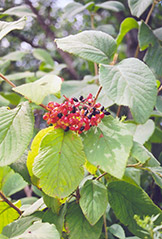 Wayfaring Tree (Viburnum lantana) at Make It Green Garden Centre