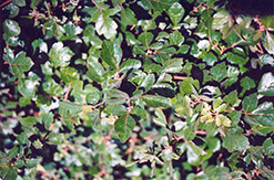 Fragrant Sumac (Rhus aromatica) at Make It Green Garden Centre