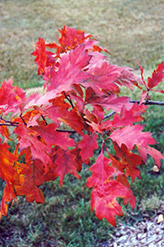 Red Oak (Quercus rubra) at Lurvey Garden Center