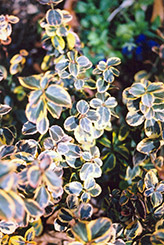 Canadale Gold Wintercreeper (Euonymus fortunei 'Canadale Gold') at Make It Green Garden Centre