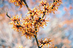 Vernal Witchhazel (Hamamelis vernalis) at Lurvey Garden Center