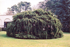 Weeping Hemlock (Tsuga canadensis 'Pendula') at Make It Green Garden Centre