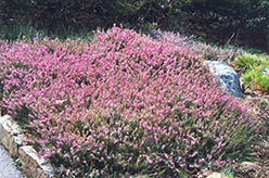 Springwood Pink Heath (Erica carnea 'Springwood Pink') at Make It Green Garden Centre