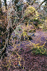 Dragon's Claw Willow (Salix matsudana 'Tortuosa') at Make It Green Garden Centre