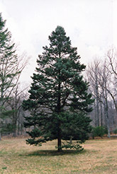 Rocky Mountain Douglas Fir (Pseudotsuga menziesii 'var. glauca') at Make It Green Garden Centre