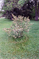 Black Chokeberry (Aronia melanocarpa) at Make It Green Garden Centre