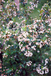 Black Chokeberry (Aronia melanocarpa) at Lurvey Garden Center