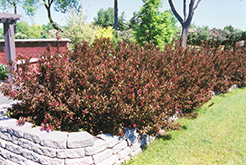 Wine and Roses Weigela (Weigela florida 'Alexandra') at Lurvey Garden Center