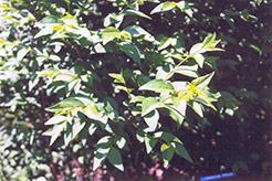 Common Privet (Ligustrum vulgare) at Make It Green Garden Centre