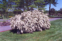 Vanhoutte Spirea (Spiraea x vanhouttei) at Make It Green Garden Centre