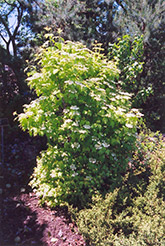 Harvest Gold European Cranberry (Viburnum opulus 'Harvest Gold') at Make It Green Garden Centre