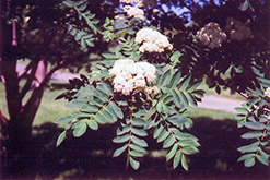 Showy Mountain Ash (Sorbus decora) at Make It Green Garden Centre