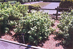 Red Lake Red Currant (Ribes rubrum 'Red Lake') at Make It Green Garden Centre
