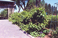 Issai Hardy Kiwi (Actinidia arguta 'Issai') at Lurvey Garden Center