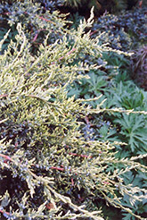 Holger Juniper (Juniperus squamata 'Holger') at Make It Green Garden Centre