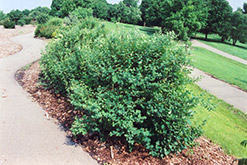 Snowberry (Symphoricarpos albus) at Make It Green Garden Centre