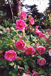 Carefree Beauty Rose (Rosa 'Carefree Beauty') at Make It Green Garden Centre