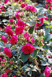 F.J. Grootendorst Rose (Rosa rugosa 'F.J. Grootendorst') at Make It Green Garden Centre