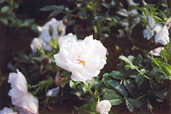 Blanc Double de Coubert Rose (Rosa 'Blanc Double de Coubert') at Make It Green Garden Centre