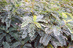 Indigo Bush (Amorpha fruticosa) at Lurvey Garden Center