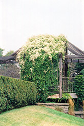 Silver Lace Vine (Polygonum aubertii) at Make It Green Garden Centre