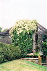 Silver Lace Vine (Polygonum aubertii) at Lurvey Garden Center