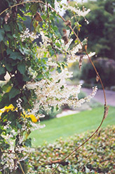 Silver Lace Vine (Polygonum aubertii) at Lurvey Garden Center