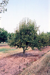 Bartlett Pear (Pyrus communis 'Bartlett') at Lurvey Garden Center