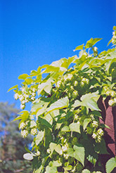 Hops (Humulus lupulus) at Make It Green Garden Centre