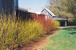 Yellow Twig Dogwood (Cornus sericea 'Flaviramea') at Lurvey Garden Center