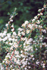 Bearberry Cotoneaster (Cotoneaster dammeri) at Make It Green Garden Centre