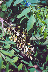 Kentucky Coffeetree (Gymnocladus dioicus) at Lurvey Garden Center