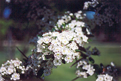 Cockspur Hawthorn (Crataegus crus-galli) at Make It Green Garden Centre