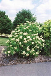 American Elder (Sambucus canadensis) at Make It Green Garden Centre