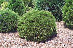 Hetz Midget Arborvitae (Thuja occidentalis 'Hetz Midget') at Make It Green Garden Centre