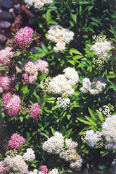 Shirobana Spirea (Spiraea japonica 'Shirobana') at Make It Green Garden Centre