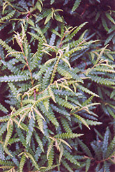 Sweetfern (Comptonia peregrina) at Make It Green Garden Centre