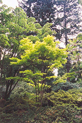 Golden Fullmoon Maple (Acer japonicum 'Aureum') at Lurvey Garden Center