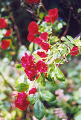Scarlet Meidiland Rose (Rosa 'Scarlet Meidiland') at Make It Green Garden Centre