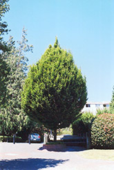 Columnar European Hornbeam (Carpinus betulus 'Columnaris') at Make It Green Garden Centre