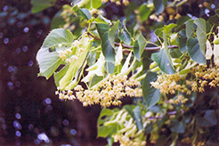 American Linden (Tilia americana) at Make It Green Garden Centre