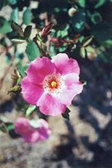 Pink Meidiland Rose (Rosa 'Pink Meidiland') at Make It Green Garden Centre