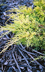 Gold Lace Juniper (Juniperus x media 'Gold Lace') at Make It Green Garden Centre