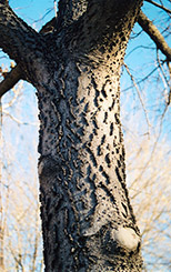 Common Hackberry (Celtis occidentalis) at Make It Green Garden Centre