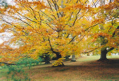 American Beech (Fagus grandifolia) at Lurvey Garden Center