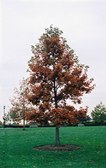 Swamp White Oak (Quercus bicolor) at Make It Green Garden Centre