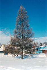 Tamarack (Larix laricina) at Make It Green Garden Centre