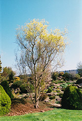 Dragon's Claw Willow (Salix matsudana 'Tortuosa') at Make It Green Garden Centre